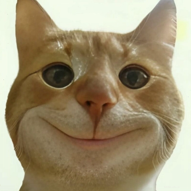 Meme mèo cười nhếch mép nhìn ngang