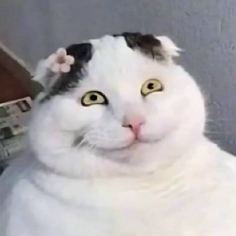 Meme mèo cười nhếch mép và vẻ đắc thắng