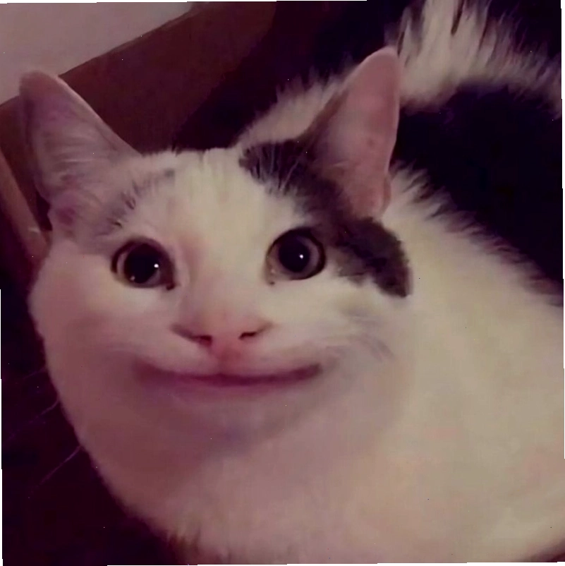 Meme mèo cười nhếch mép và vẻ thách thức