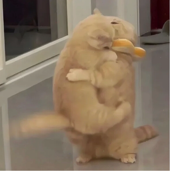 Meme mèo ôm với dáng vẻ nũng nịu