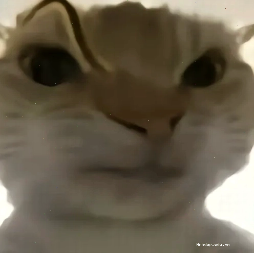 Meme mèo với ánh mắt nhìn đểu gây cười