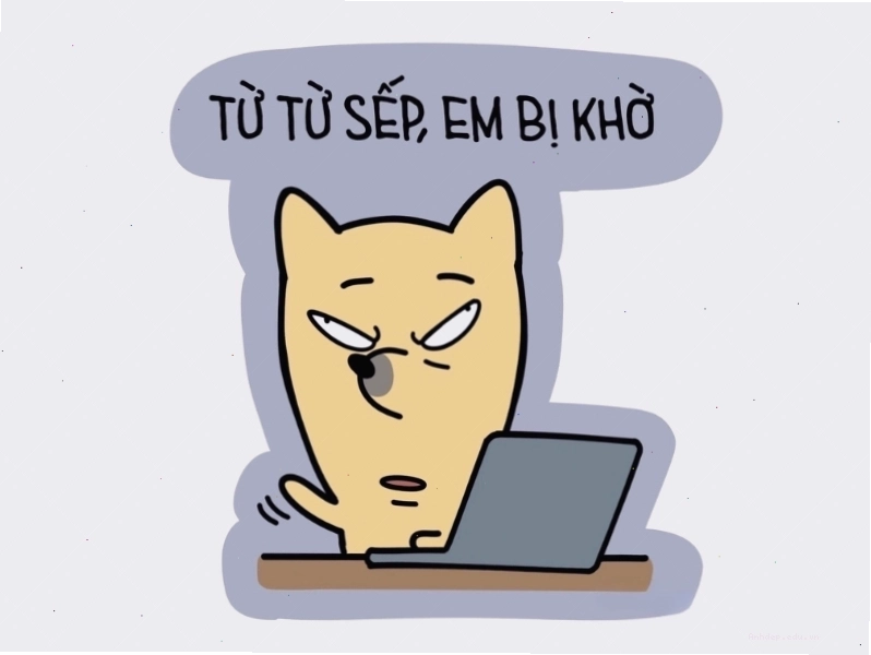 Meme mèo với vẻ mặt ngơ ngác đáng yêu