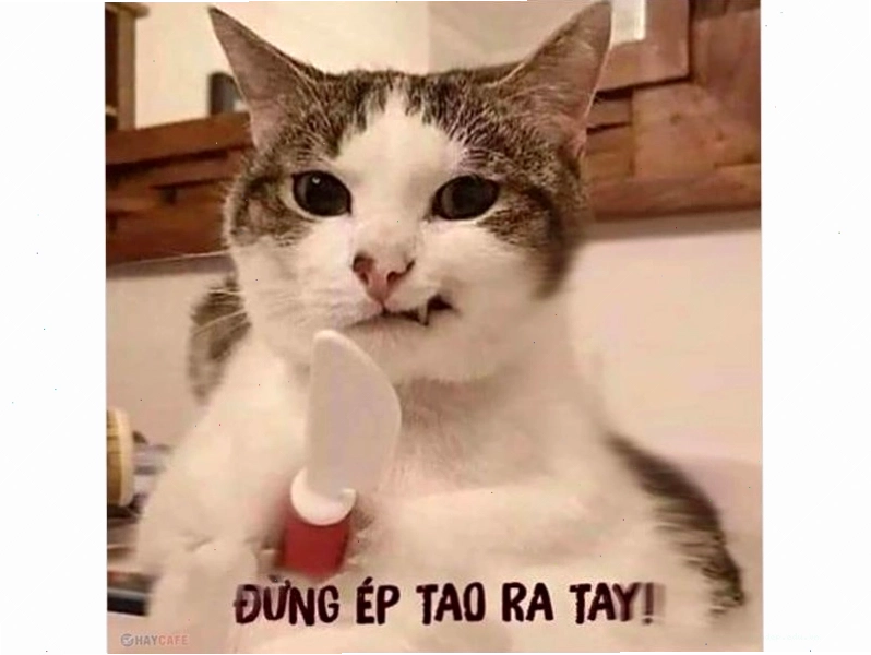 Mèo biểu cảm sốc khi nhìn thấy túi đồ ăn