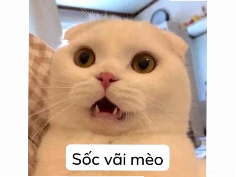 Mèo con biểu cảm ngơ ngác