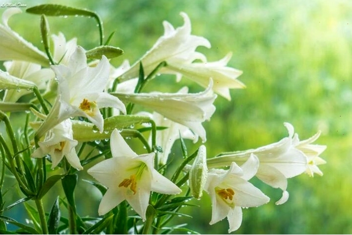 Mẹo giữ hoa loa kèn tươi lâu: Cắt hoa đúng cách dưới vòi nước chảy