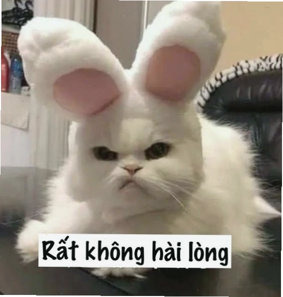 Mèo meme đang cố gắng thể hiện sự không hài lòng