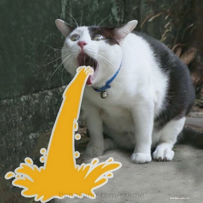 Mèo meme với ánh mắt lém lỉnh đầy tinh ranh