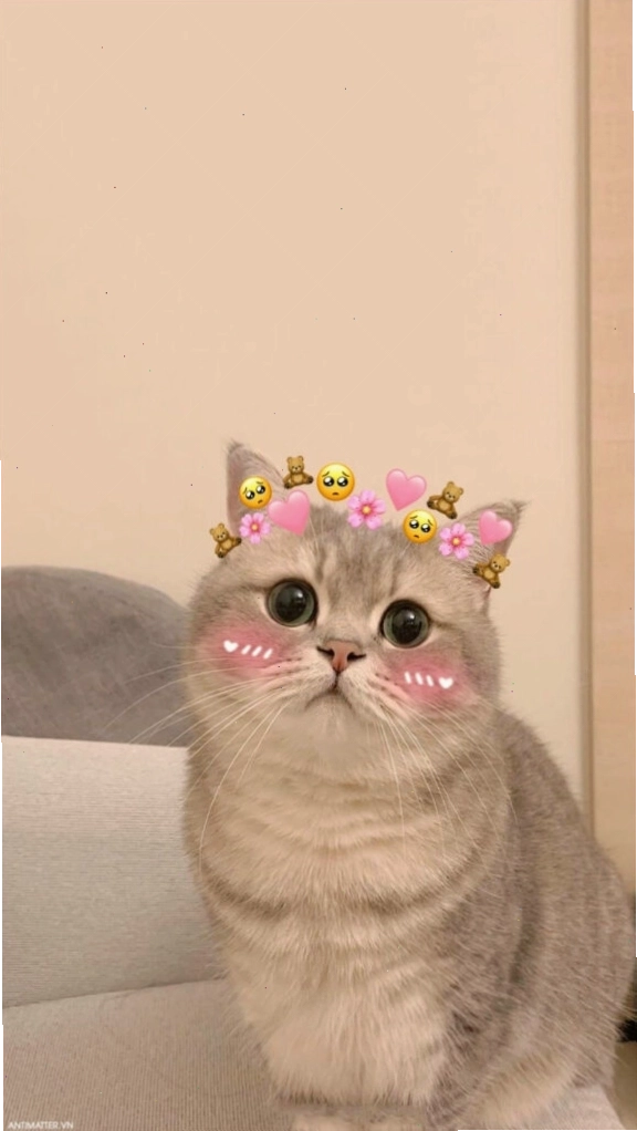 Mèo meme với biểu cảm 