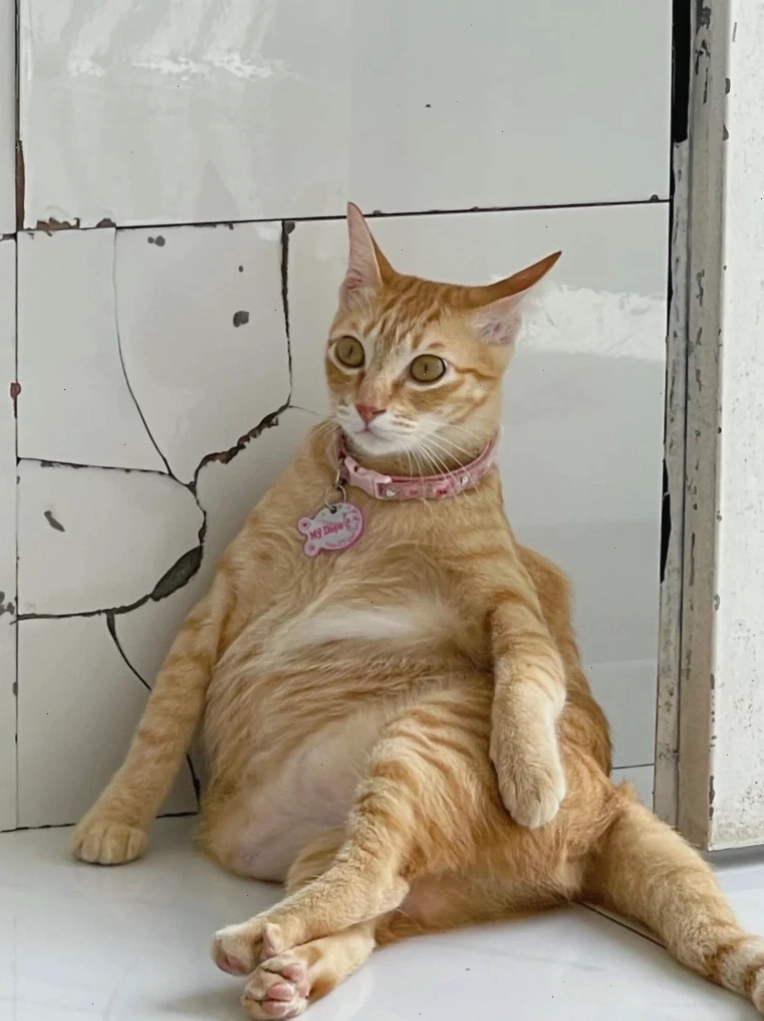 Mèo meme với biểu cảm cau có hài hước