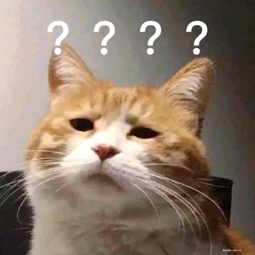 Mèo meme với biểu cảm đáng yêu khi ngủ gật