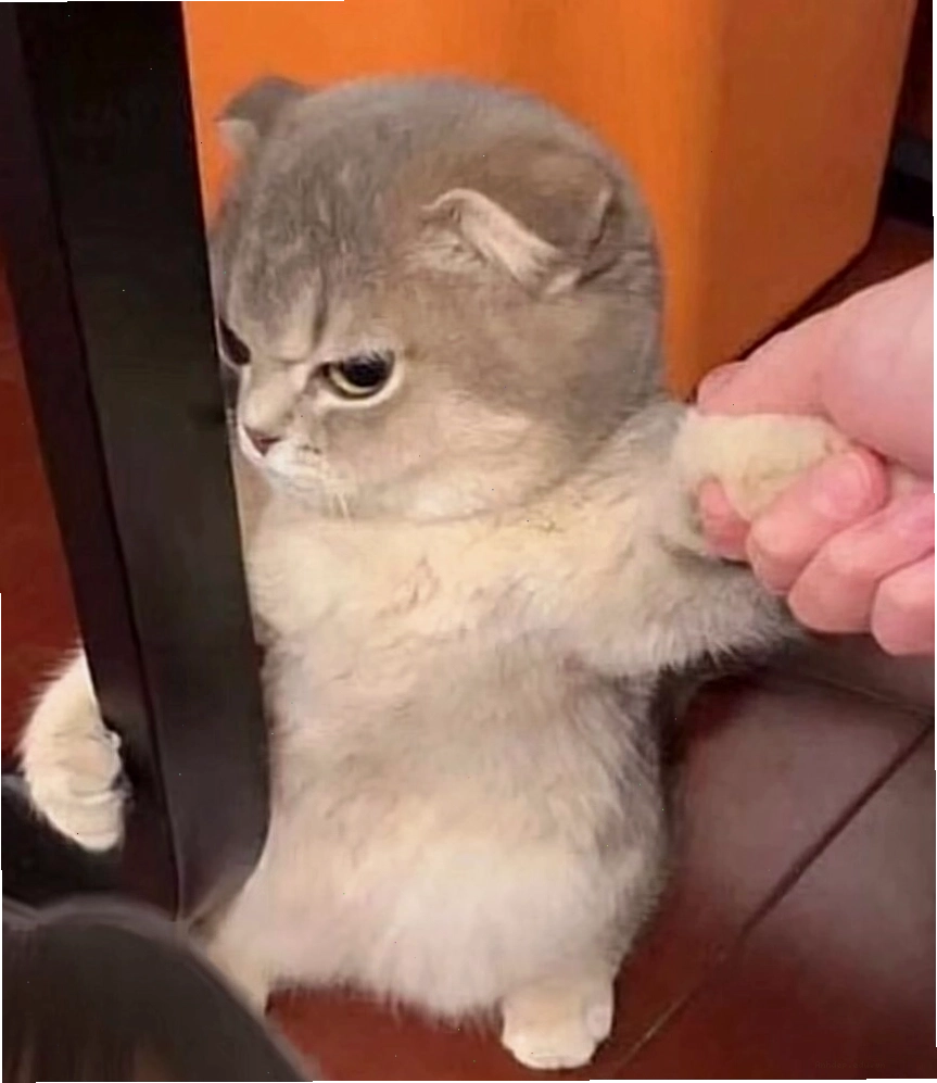 Mèo meme với dáng vẻ 