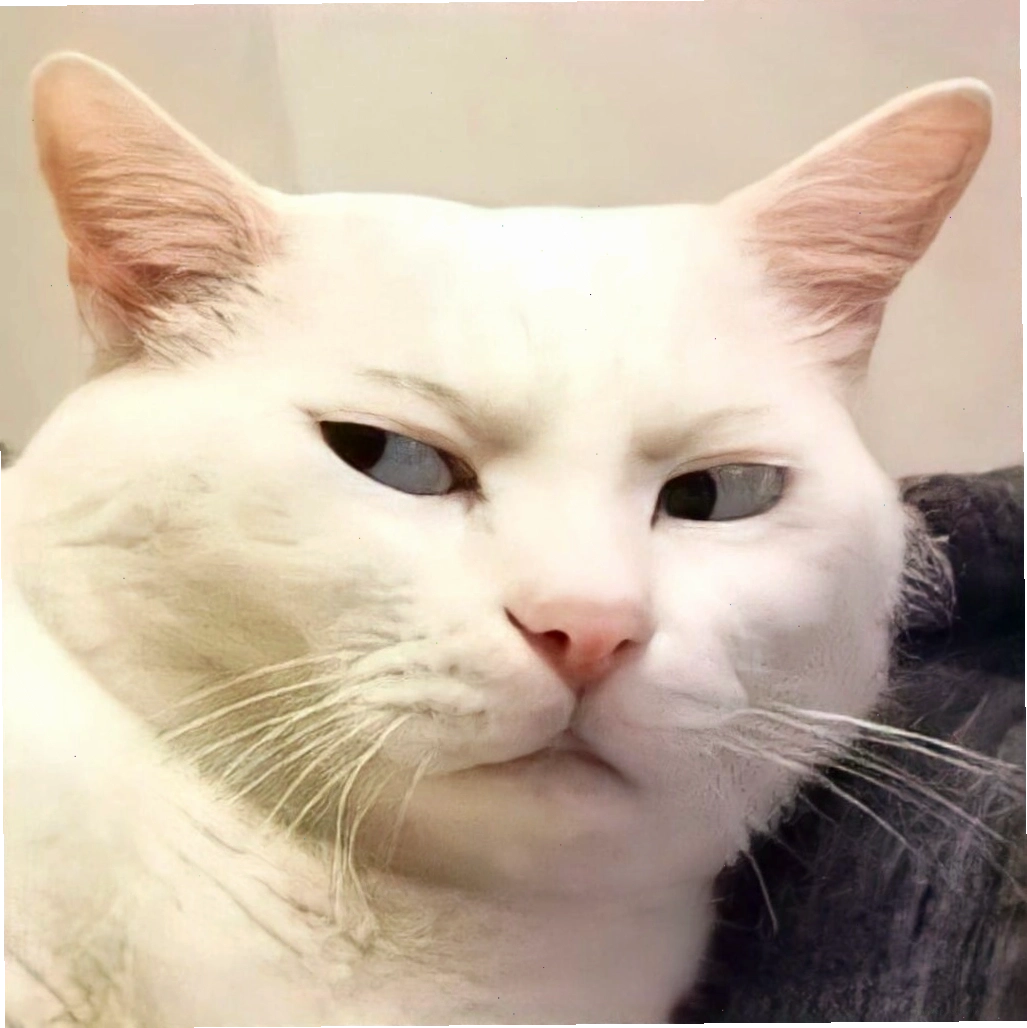 Mèo meme với dáng vẻ nghịch ngợm và tinh nghịch