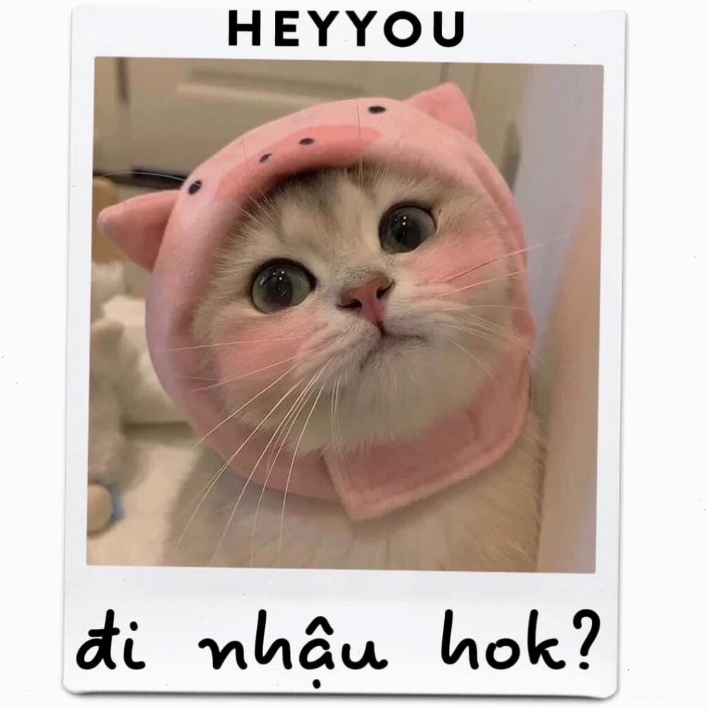 Mèo meme với đôi mắt to tròn long lanh