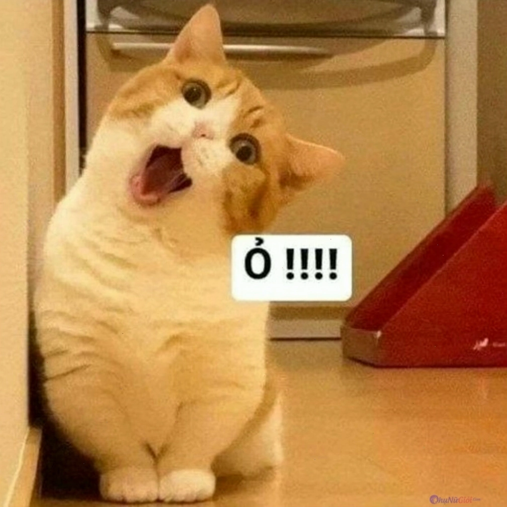 Mèo meme với khuôn mặt biểu cảm đáng yêu