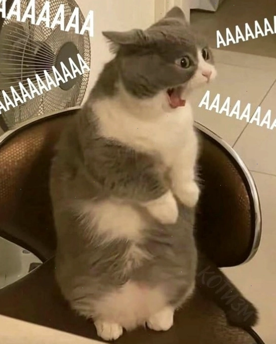Mèo meme với vẻ mặt 