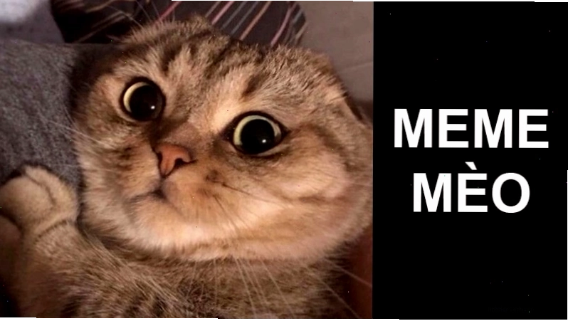 Mèo với đôi mắt mở to kinh ngạc