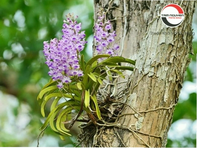 Mơ thấy hoa lan trên rừng cao biểu tượng cho vẻ đẹp thanh tao