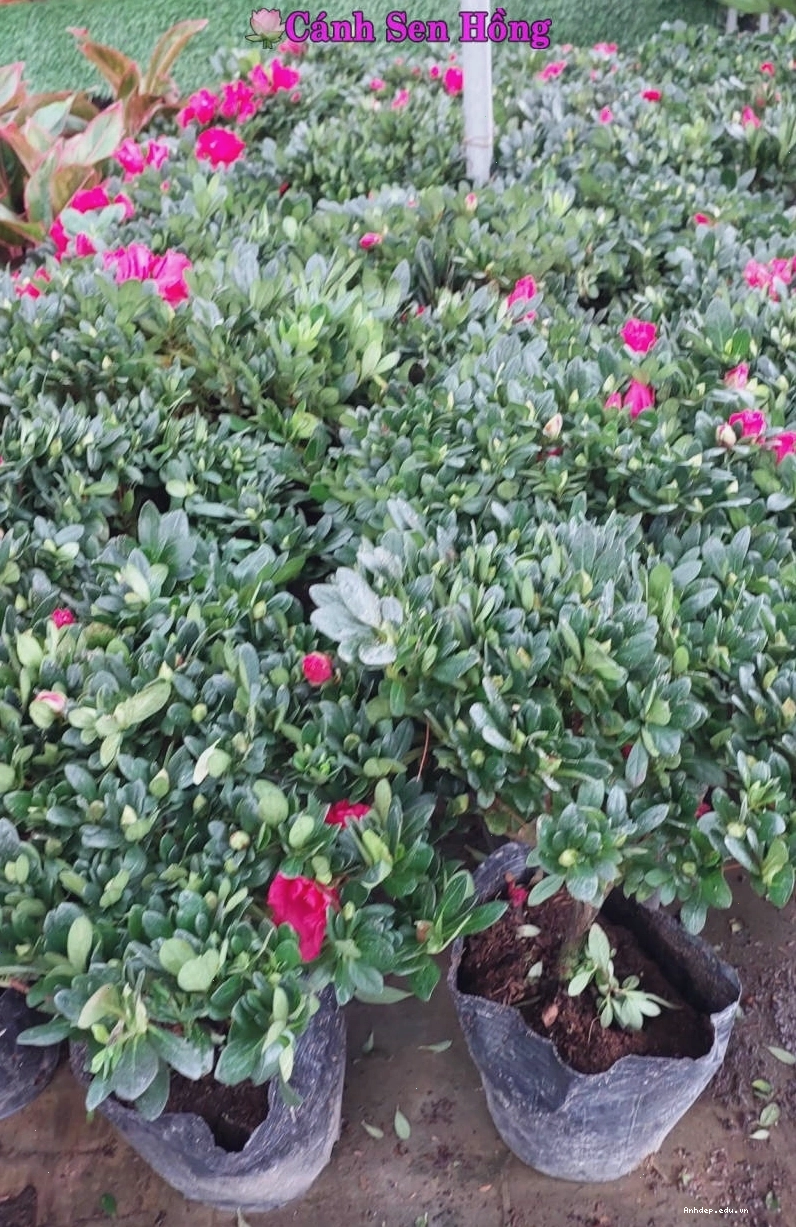 Một cây đỗ quyên thân gỗ với dáng thế đẹp và nhiều nụ hoa