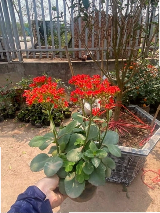Mua cây bỏng ta, cây sống đời ta