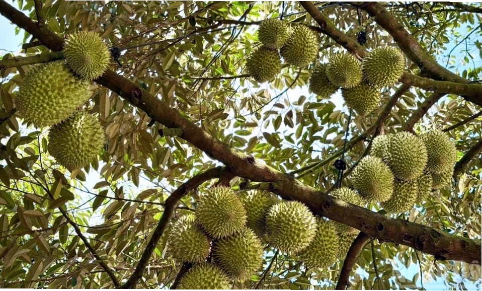 Mùa sầu riêng trĩu quả ở Đồng Nai