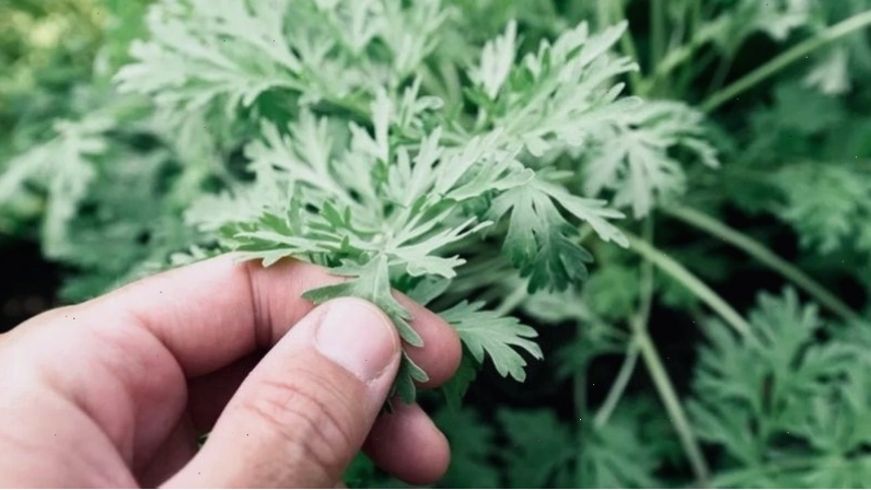 Ngải cứu có tác dụng kháng viêm, giảm đau