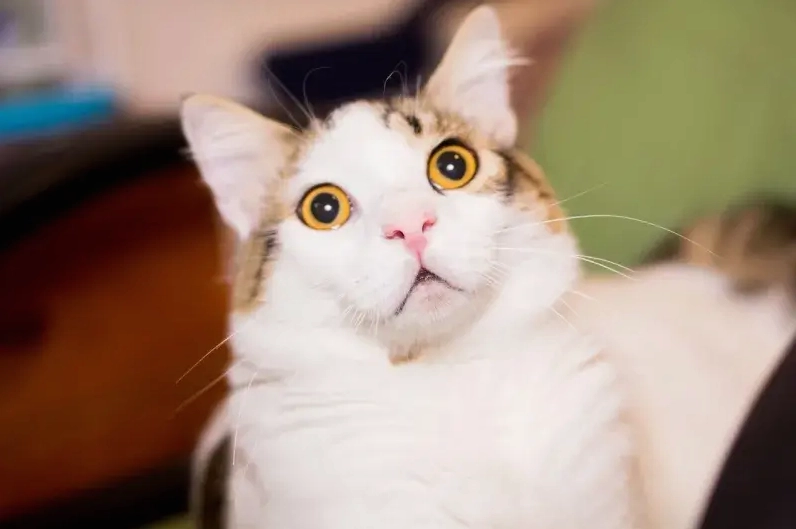 Những Meme Mèo Sốc Nhất 2026: Khoảnh Khắc Hài Hước Bất Ngờ