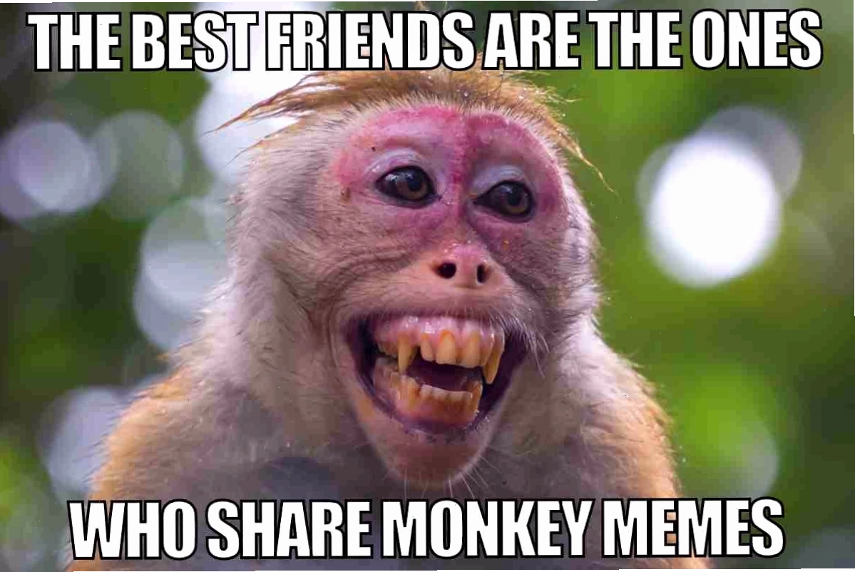 Những người bạn chia sẻ meme khỉ vui nhộn