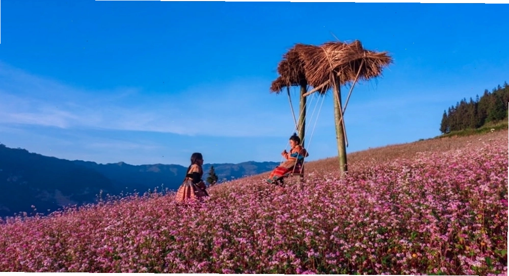 Những tia nắng đầu tiên len lỏi qua sương sớm phủ lên thảm hoa tam giác mạch