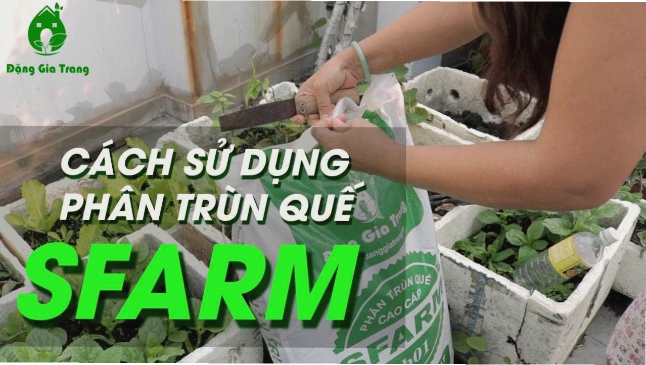 Phân trùn quế là nguồn dinh dưỡng tuyệt vời cho cây hoa đỗ quyên