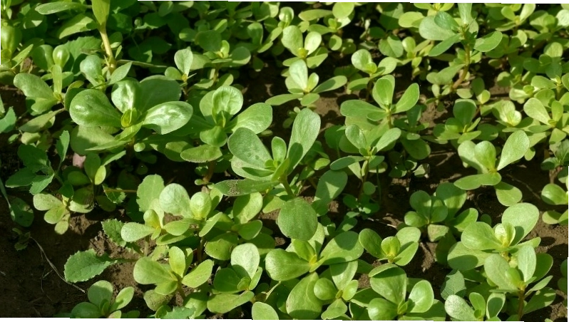 Rau sam có thể mọc ở những vùng đất khó khăn