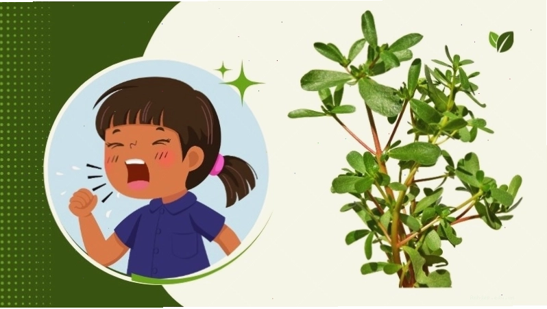 Rau sam phối hợp với đường phèn giúp chữa ho gà hiệu quả