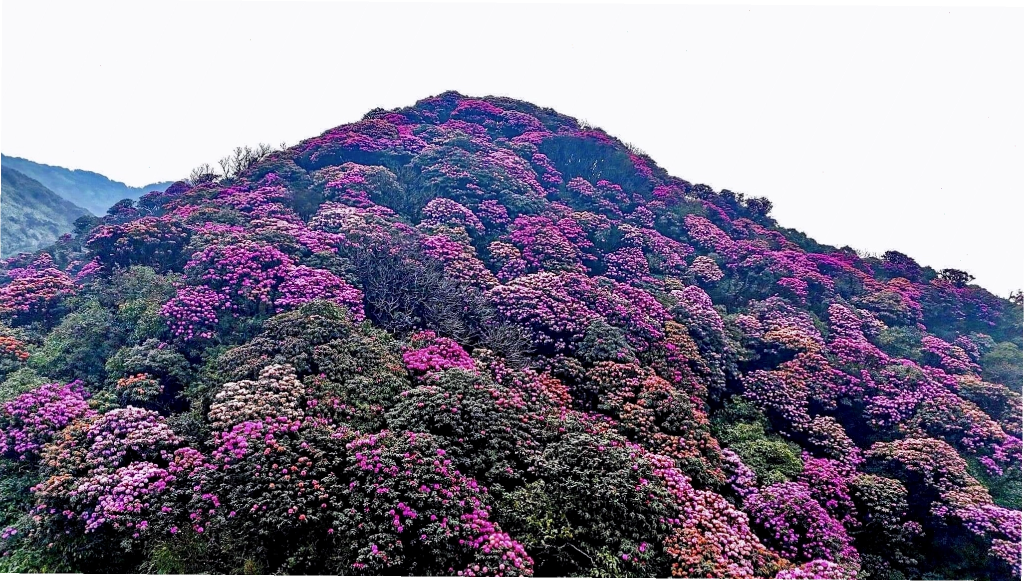 Rừng hoa đỗ quyên Putaleng nở rộ với nhiều màu sắc trên độ cao hơn 2.500m