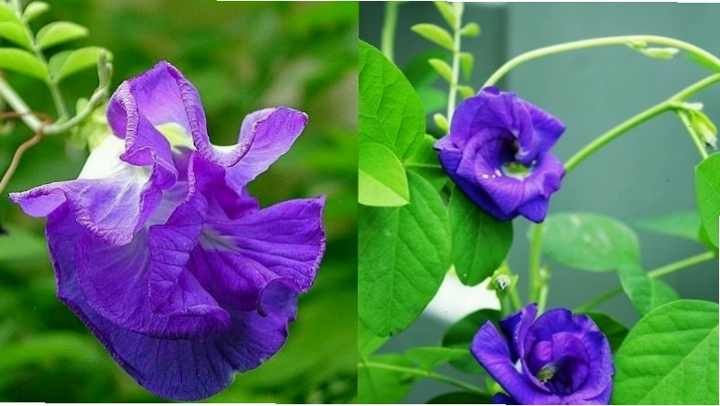 Sắc tím quyến rũ của hoa tầm xuân