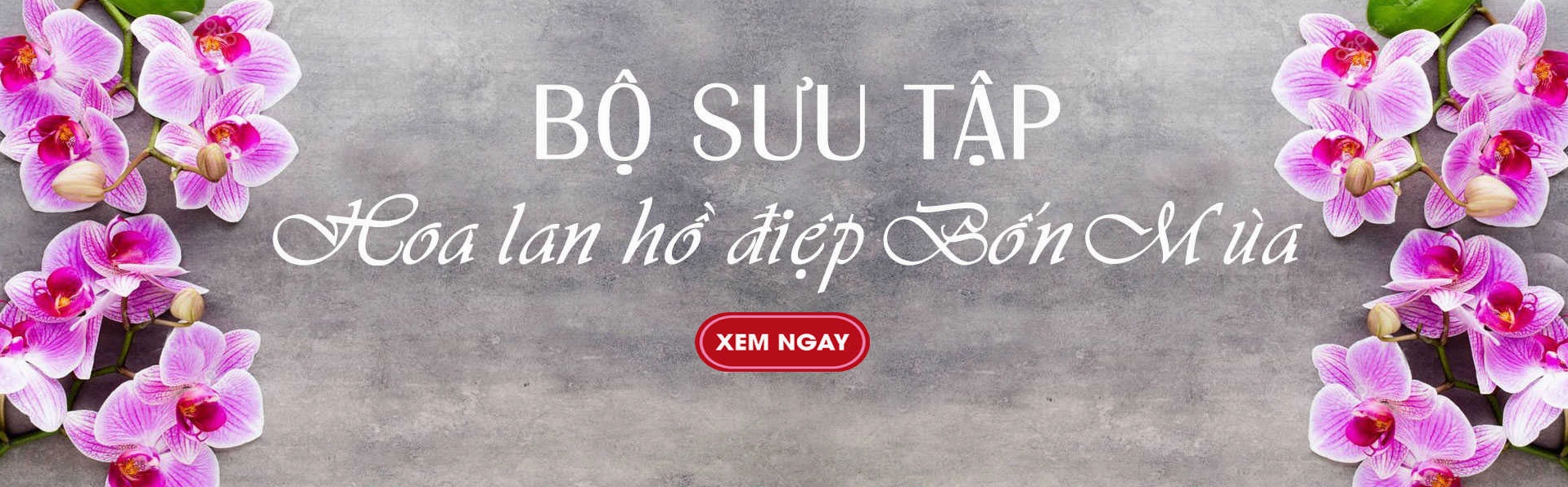 Shop hoa lan hồ điệp TP.HCM: Hướng dẫn chọn và chăm sóc