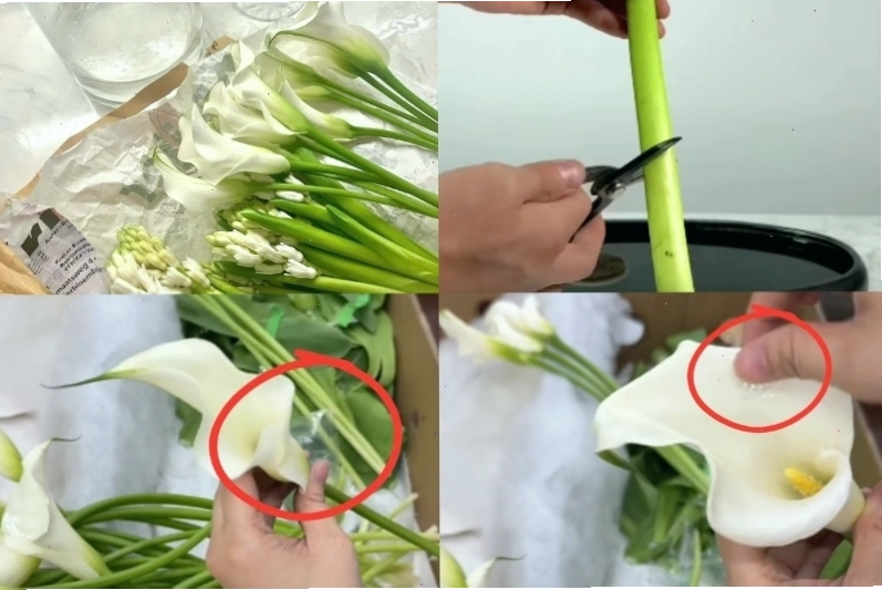 Sơ chế hoa rum đúng cách trước khi cắm