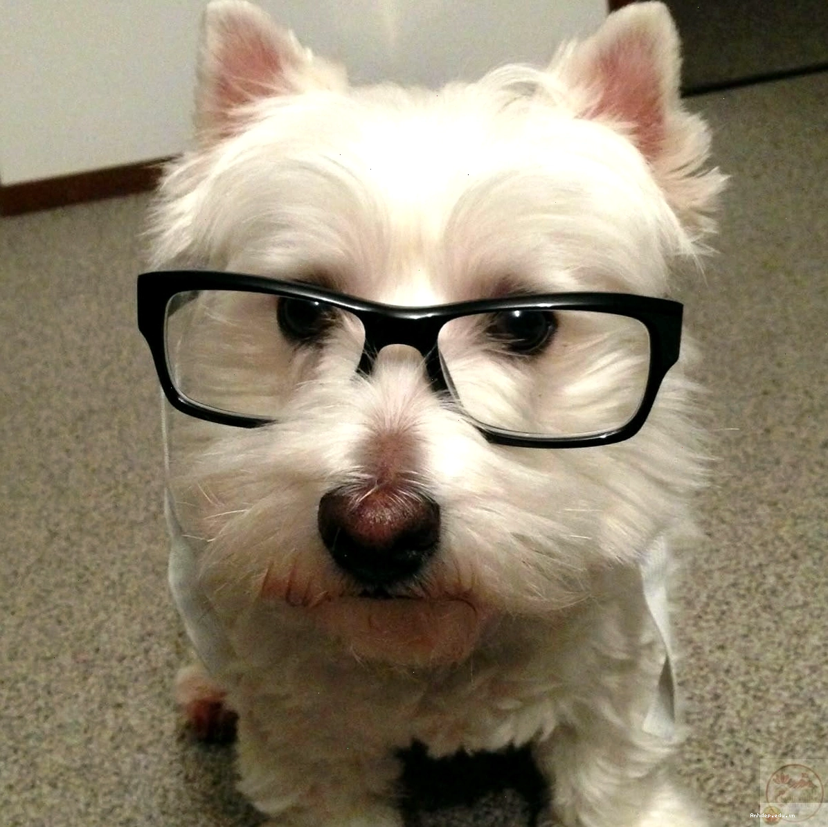 Sự đối lập giữa nghiêm túc và ngây ngô trong nerd meme khiến nhiều người bật cười