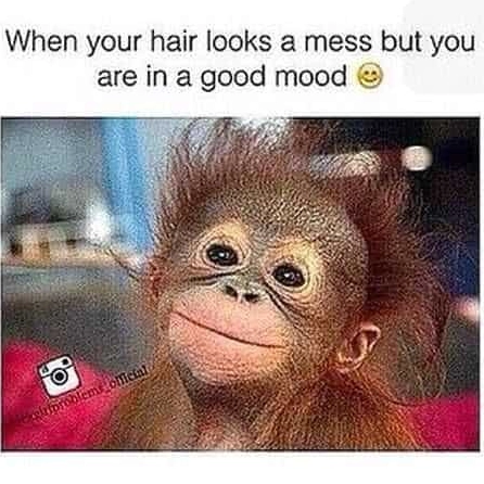 Thế giới Monkey Meme: Khám phá những biểu cảm hài hước và ý nghĩa ẩn sau văn hóa meme