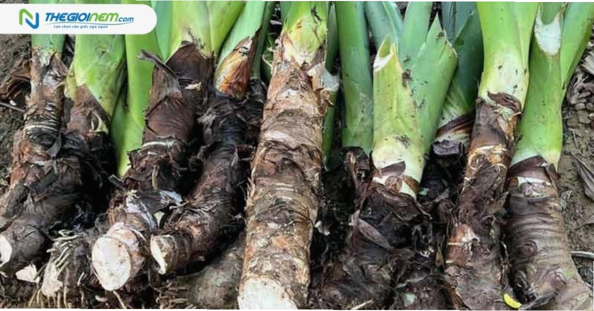 Tìm hiểu kỹ về cách sử dụng bạc hà núi