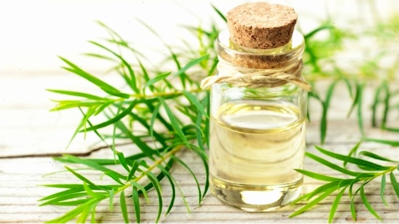 Tinh dầu tràm trà kháng viêm, kháng khuẩn hiệu quả