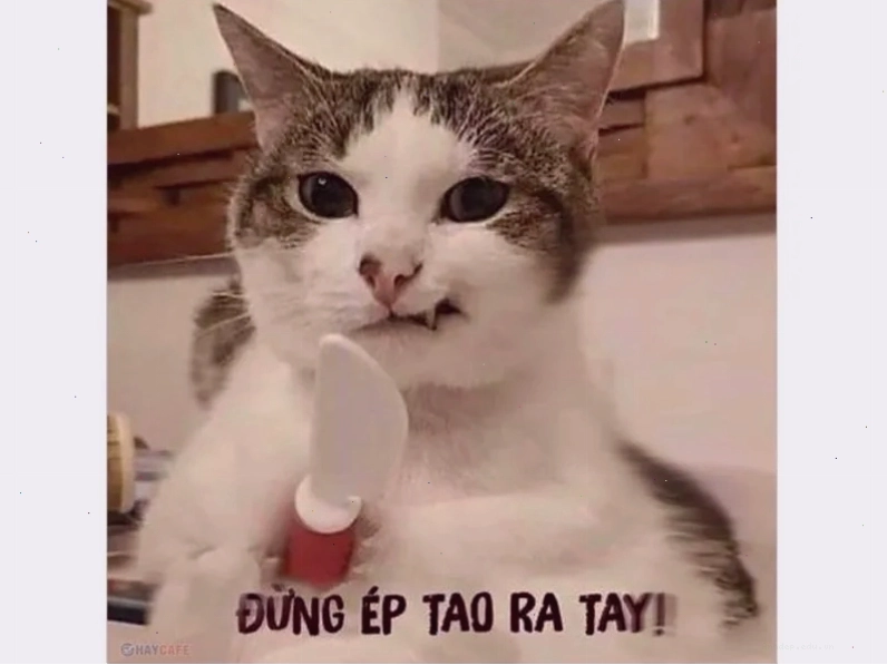 Tổng hợp ảnh meme hài hước, vui nhộn
