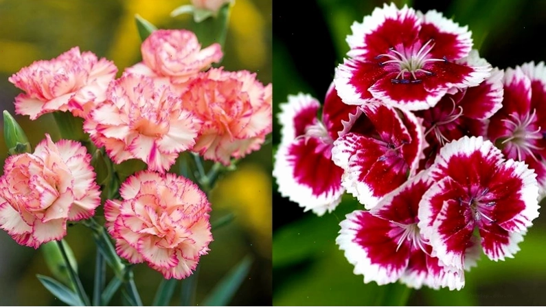 Tổng hợp các loại hoa cẩm chướng phổ biến