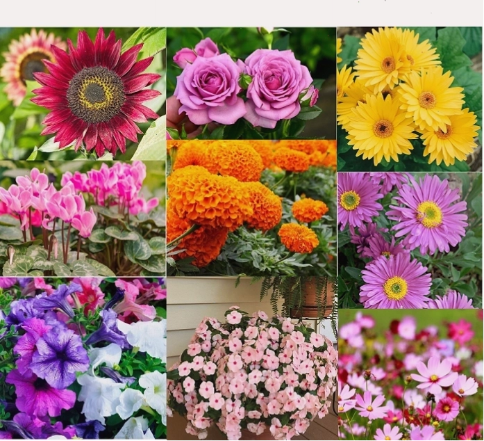 Top 10 hạt giống hoa dễ trồng, dễ chăm sóc, nở quanh năm cho người đam mê hoa đẹp