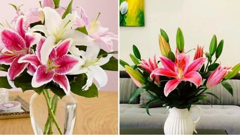 Tránh để lá hoa loa kèn ngập nước trong bình cắm