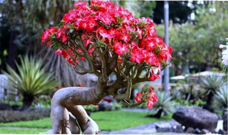 Trồng cây sứ trước nhà trong phong thủy còn mang lại tài lộc, an lành