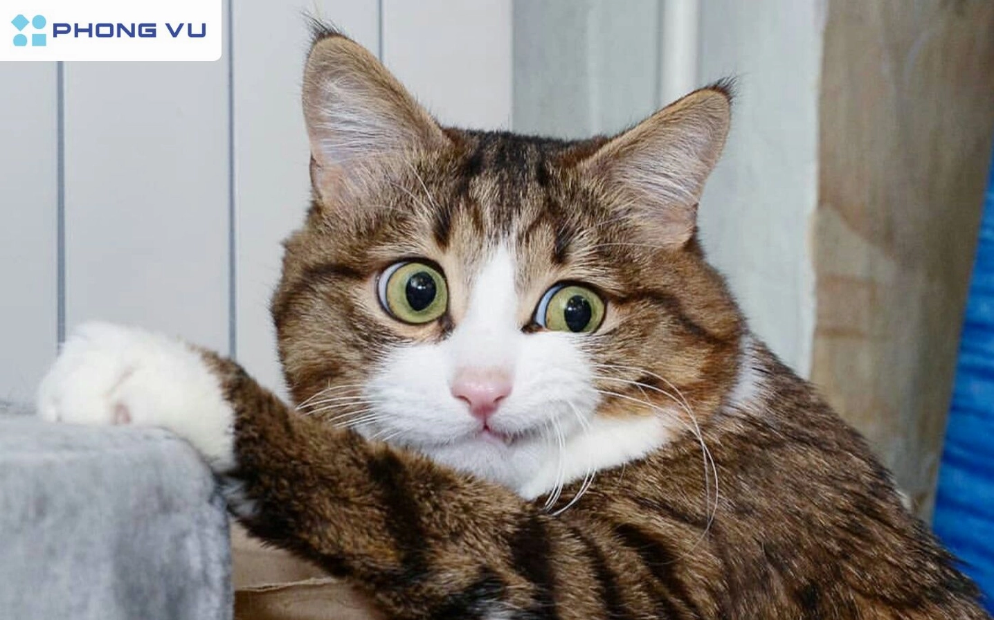 Tuyển Tập Ảnh Meme Mèo: Biểu Cảm Độc Đáo Khiến Bạn Cười Không Ngớt