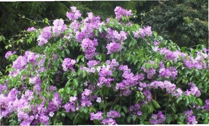 Vẻ đẹp quyến rũ của hoa lan tỏi