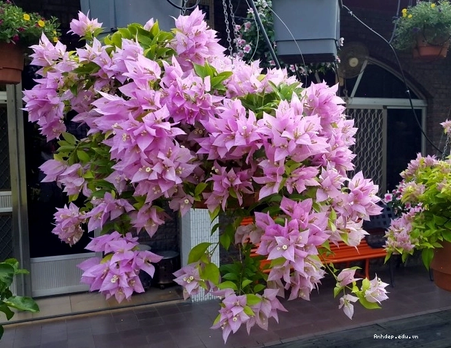 Vẻ đẹp rực rỡ của hoa giấy trồng trước nhà mang lại may mắn
