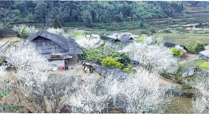 Vẻ đẹp rực rỡ của thung lũng hoa Bắc Hà vào mùa xuân