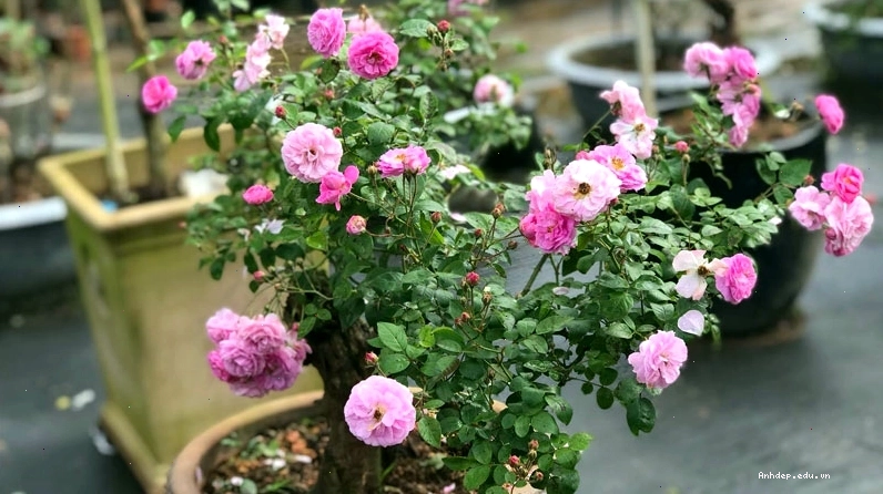 Ý nghĩa đa dạng của hoa tầm xuân trong cuộc sống