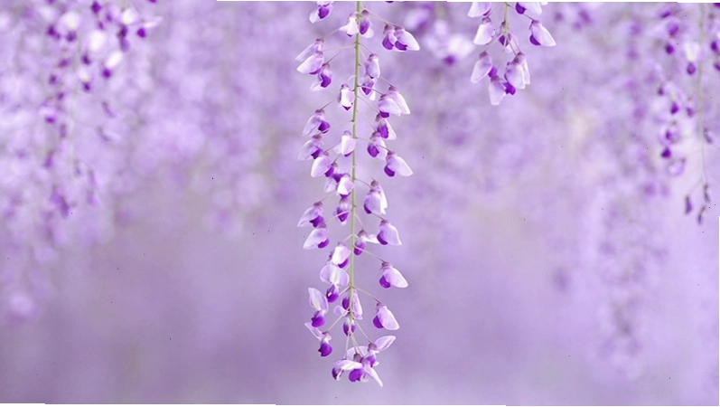 Ý nghĩa hoa tử đằng trong phong thủy